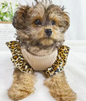 Leopard Print Pet Dress For Dog And Cat For Summer